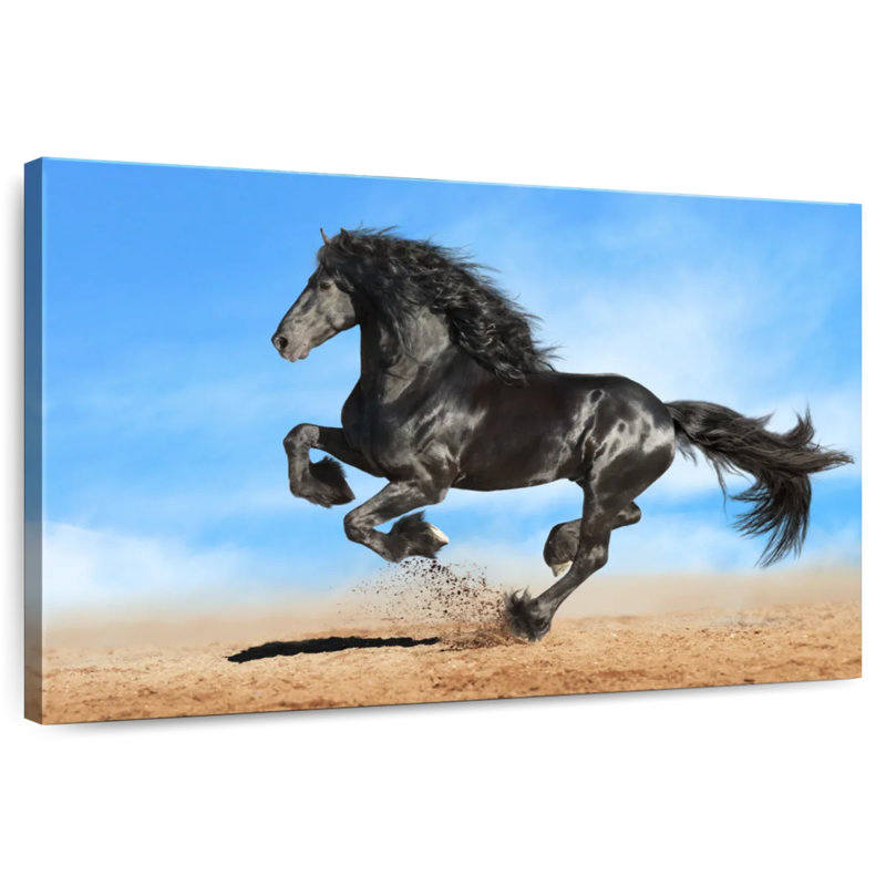 Cheval frison vivant, H 30 po x l 45 po