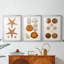 Coastal Curiosity I  -Custom Framed  Premium Print W Matt - 3 Pieces