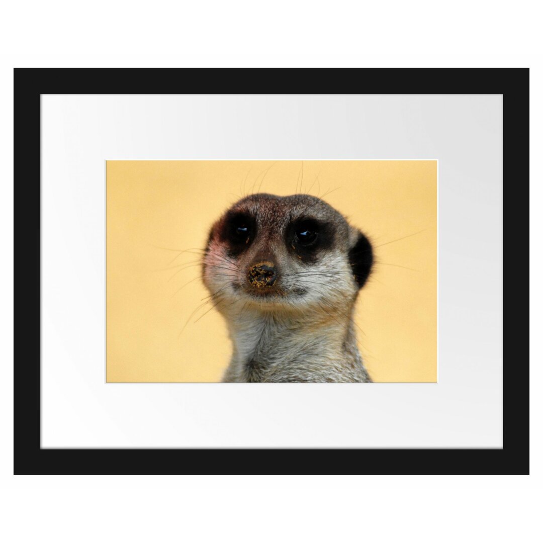 Gerahmtes Poster Small Cheeky Meerkat