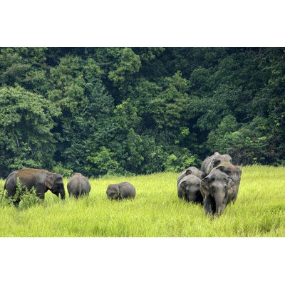 Several Asian Elephants in a Field Surrounded by Trees 1 Piece Wrapped Canvas Wall Art