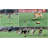 Remote-Control Pet Chase Toy For Outdoor Exercise & Training, Suitable For Dogs