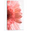 " Large Pink Daisy Flower Petals "-1056890199-1042759563