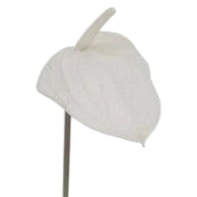 29 po Anthurium - paquet de 4