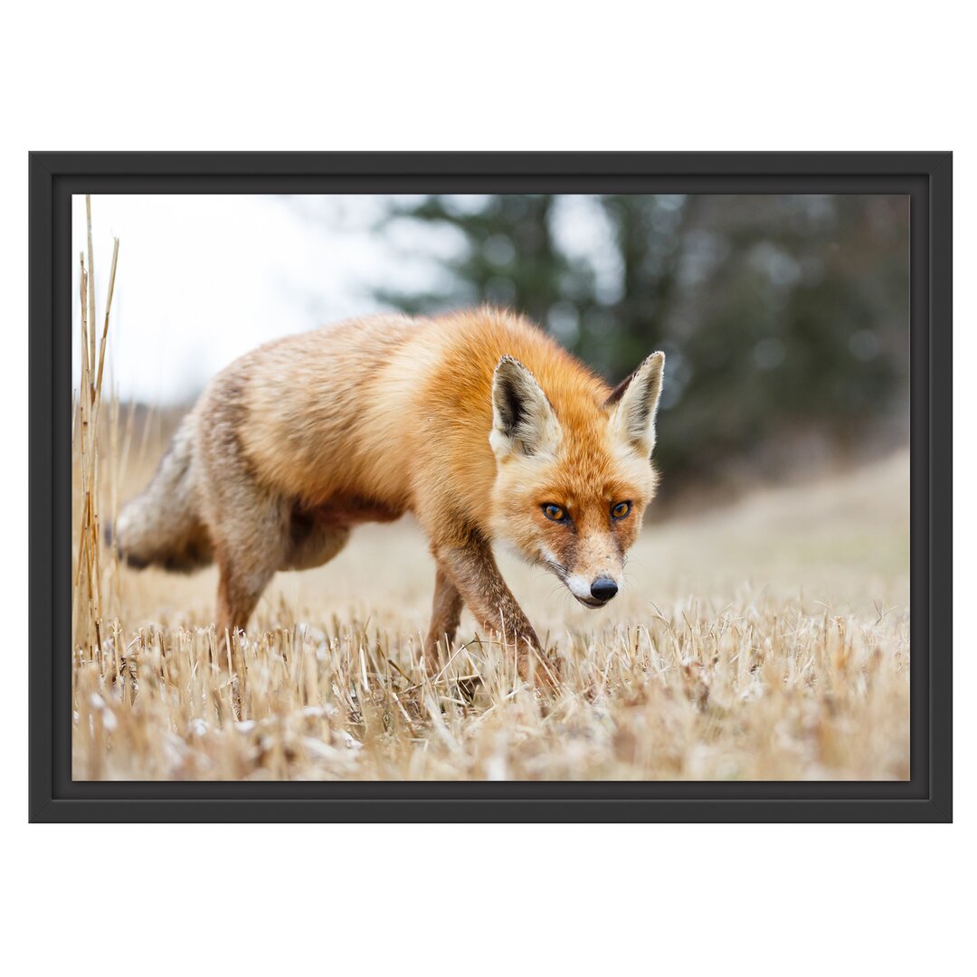 Gerahmtes Wandbild SchÃ¶ner Fuchs