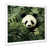 White Single Picture Framed
