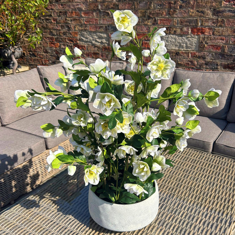 Large Hellebore in Taupe Pot, Grey, White