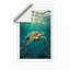 Turtle in Light Coastal - Framed Print-1276035300-1276035303