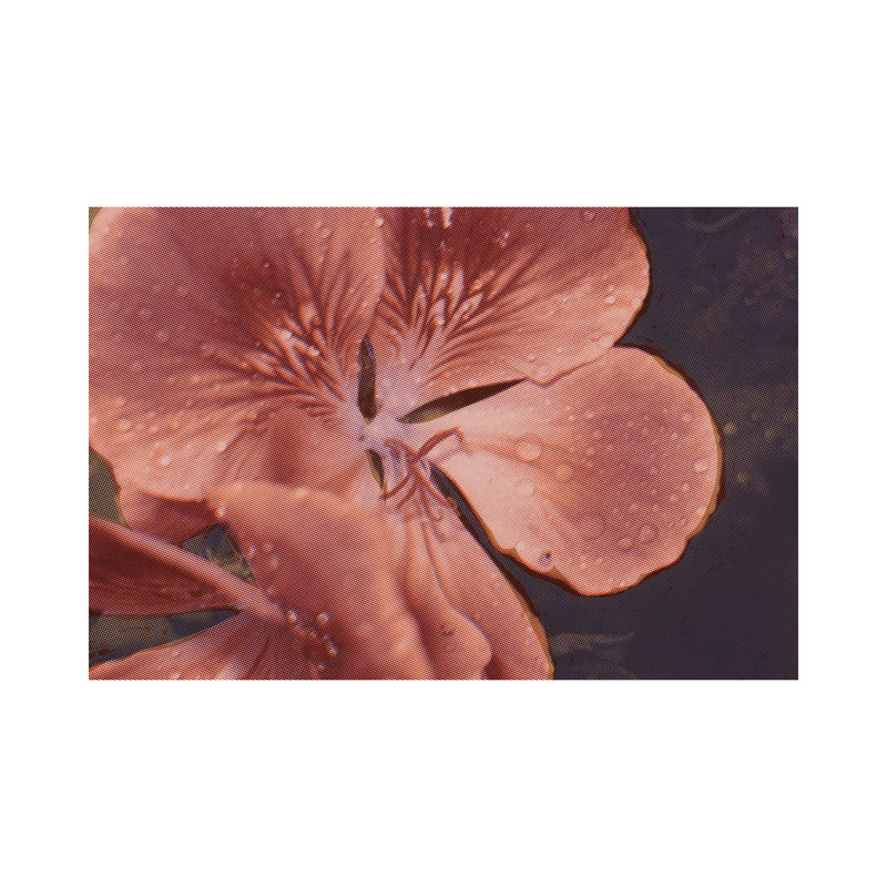Garden Geraniums I by Jacob Green - Wrapped Canvas Print, 66.04 cm H x 45.72 cm W