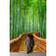 Murale forêt de bambou Mancelona Arashiyama-215166548