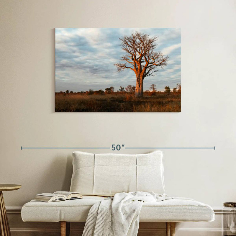 Baobab zambien Harnek, H 26 po x l 39 po