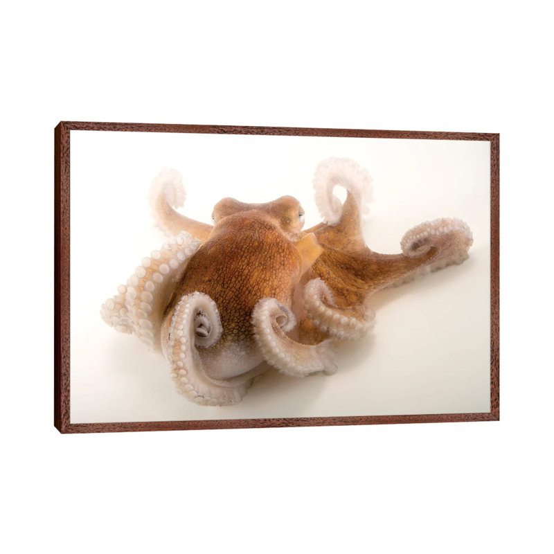 A Common Octopus At Gulf Specimen Marine Lab And Aquarium by Joel Sartore - Gallery-Wrapped Canvas Giclée on Canvas