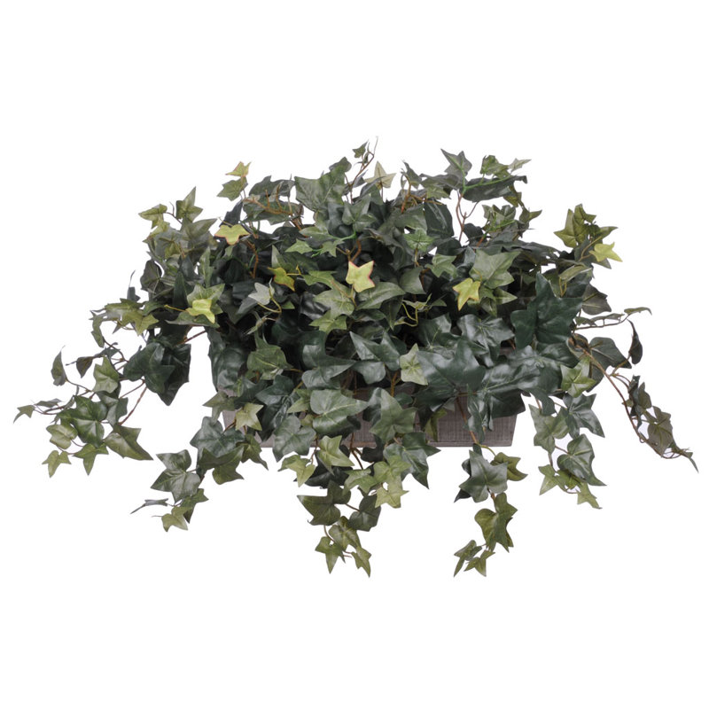 Fausse plante lierre en pot