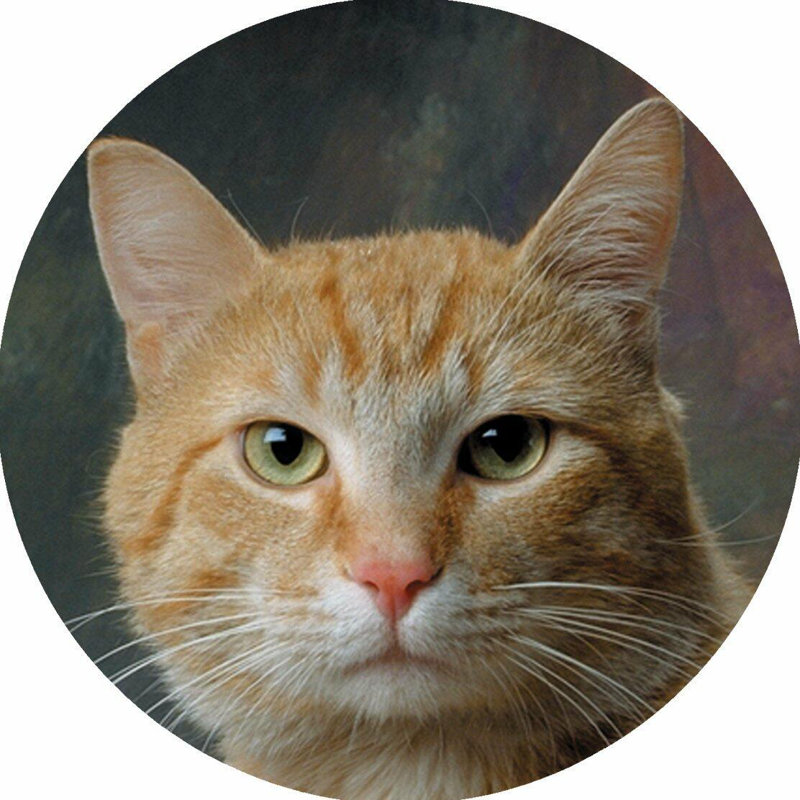 Piece Coaster, Cat Ginger