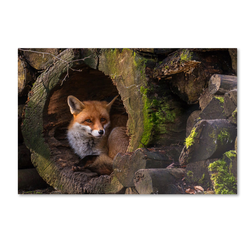 « fox ii », reproduction de photo sur toile tendue, H 30 po x l 47 po