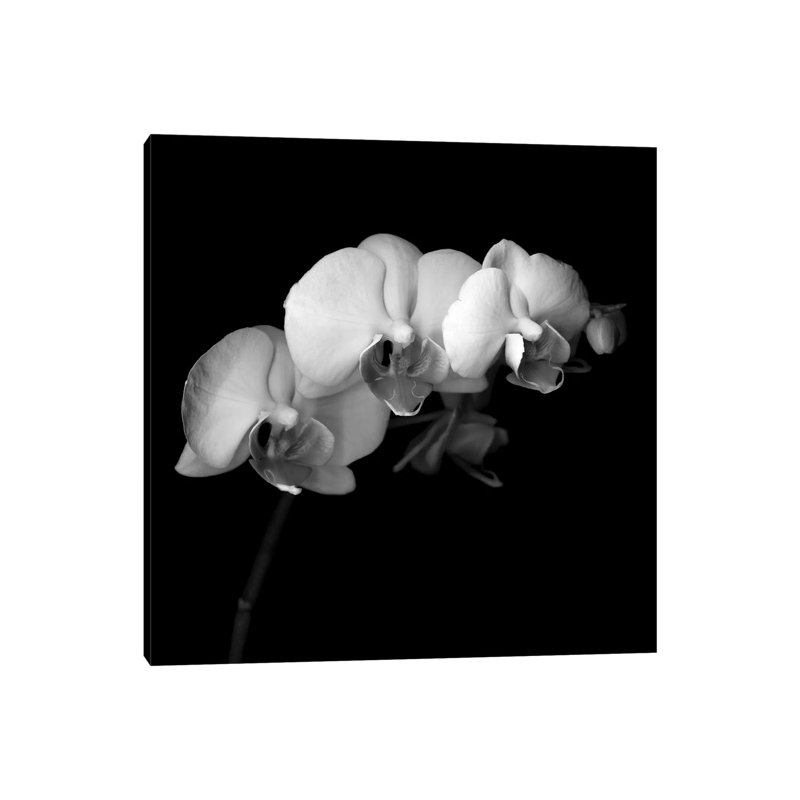 Easter Orchid V, B&W by Magda Indigo - Wrapped Canvas Print, 30.48 cm H x 30.48 cm W