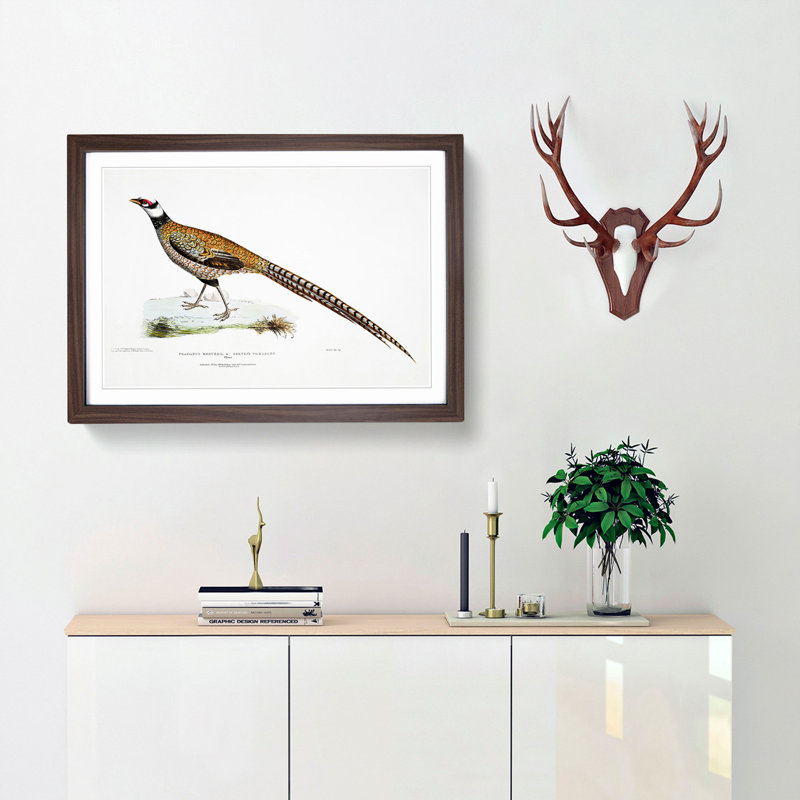 Reeve's Pheasant Illustration by John Edward Gray - Picture Frame Painting Print, 27cm H x 36cm W x 2cm D, Walnut Framed
