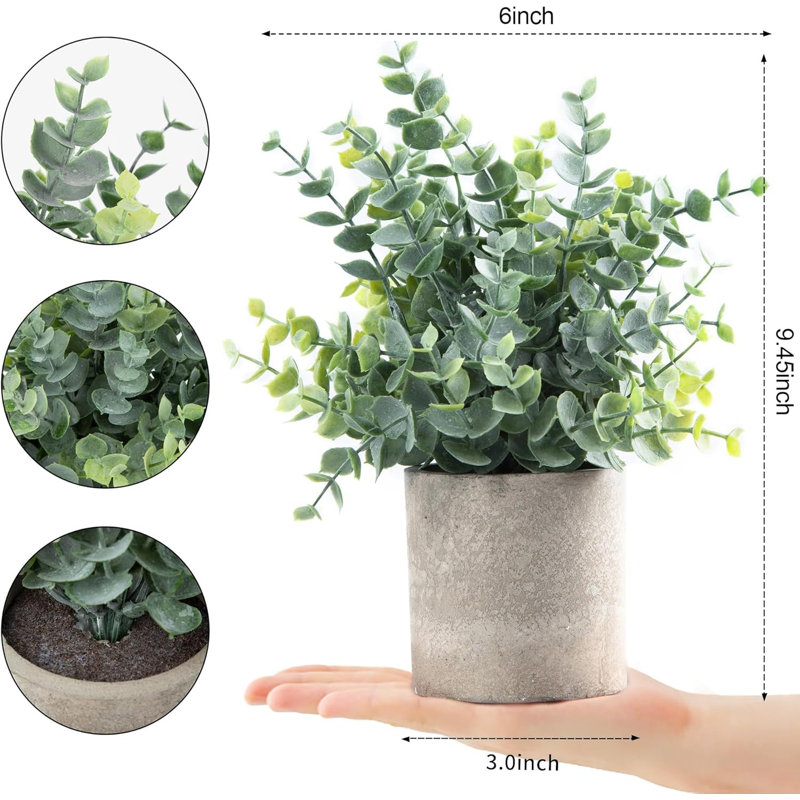 Ensemble de 2 petites plantes d'eucalyptus en pot