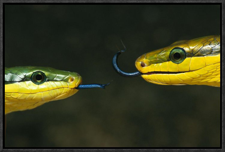 " Colubrid Snake Two Making Initial Contact, Using Tongue To Identify Friend, Enemy, Or Prey ", 12" H x 18" W x 1.5" D