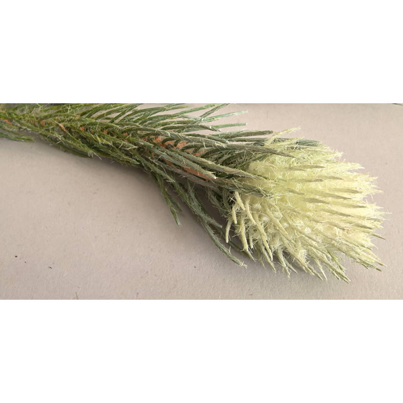 GOLD VELVET FRUITSX5 26''