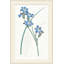 Sapphire Flora 3 Print by Studio L57 Nouvelle-132699764