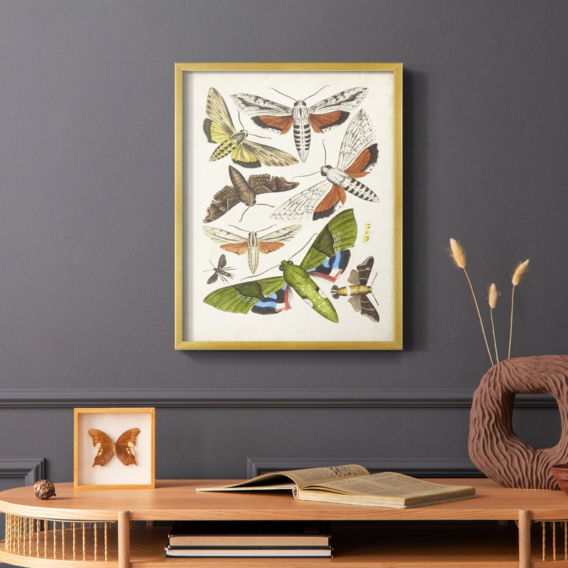 Antique Moths II Framed Print - Solid Wood, Gold, 20" H x 16" W