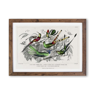 Collection Of Hummingbirds by Oliver Goldsmith - Single Picture Frame Painting