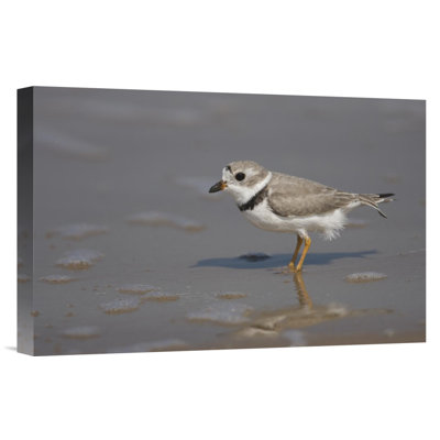 " Piping Plover Wading "