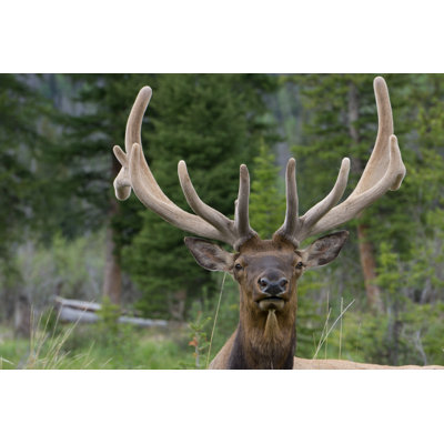 " Bull Elk " by Sparty1711