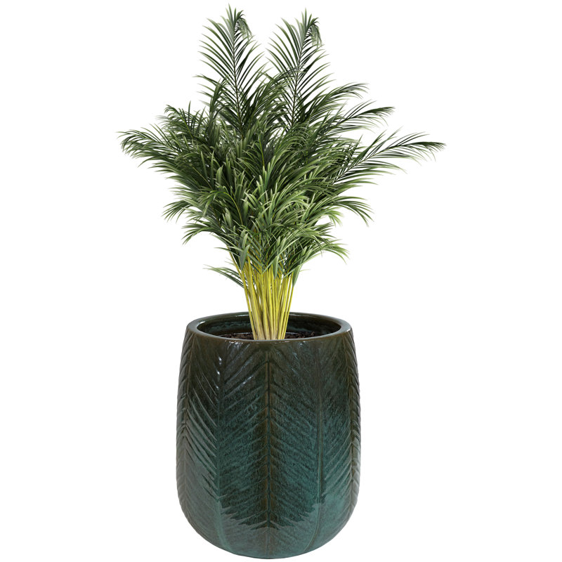 Shavae Ceramic Pot Planter