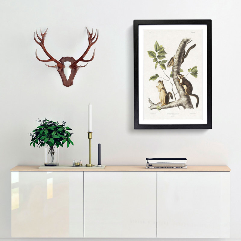 Douglass's Squirrels by J.W. Audubon - Picture Frame Painting Print, 65cm H x 48cm W x 2cm D, Black Framed