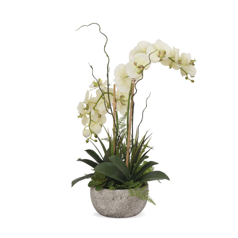 Cream Green Orchid and Succulent Arrangement in Moss Green Pot