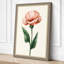 Pink Carnation Study Botanical - Wrapped Canvas-498462752-498462767