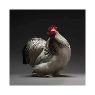 Columbian Cochin Bantam - Wrapped Canvas Print