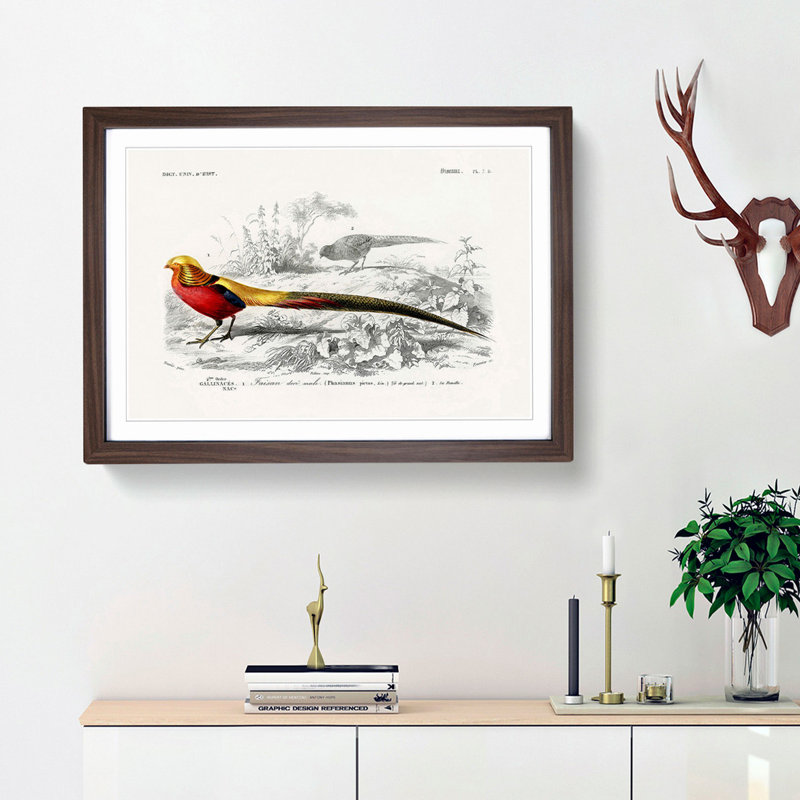 Male Golden Pheasant by Charles d' Orbigny - Picture Frame Art Print, Walnut Framed, 48cm H x 65cm W x 2cm D