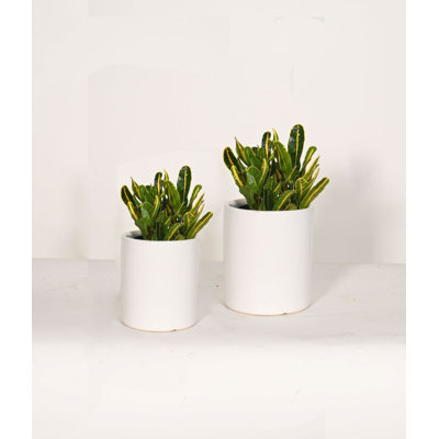 Upshining Live Foliage Plant in Ceramic Pot