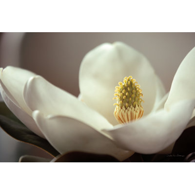 Magnolia Detail II by Debra Van Swearingen