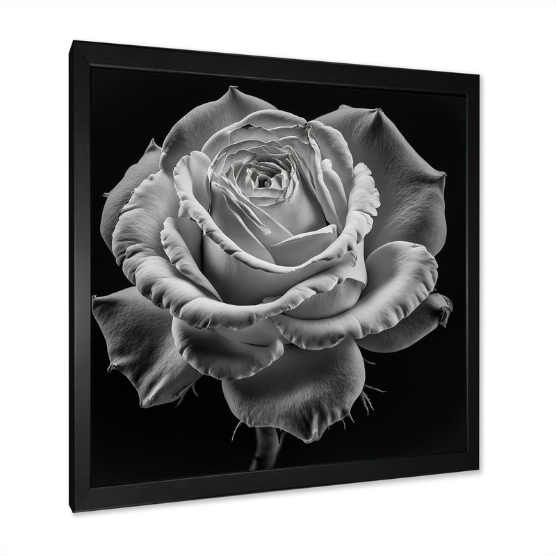 «Blossoming White Rose on Black III», reproduction sur toile, H 16 po x l 16 po x P 1 po, Cadre photo noir