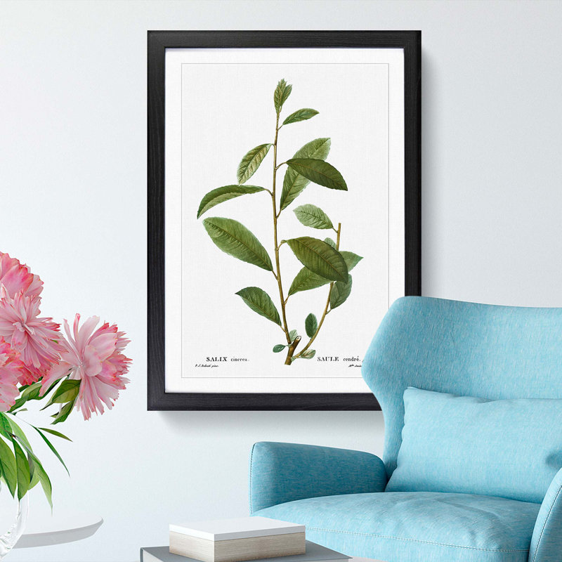 Grey Willow Tree Branch by Pierre-Joseph Redoute - Picture Frame Painting Print, Black Framed, 48cm H x 36cm W x 2cm D