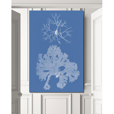 « algues cyanotype iii », reproduction