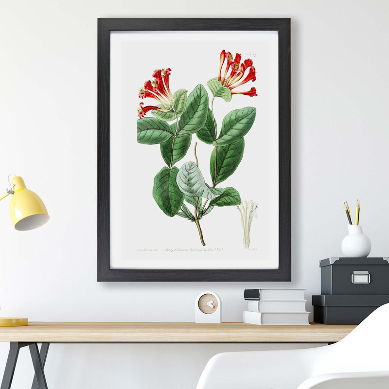 Honeysuckle Flower - Framed Print, 45cm H x 63cm W x 2cm D, Black