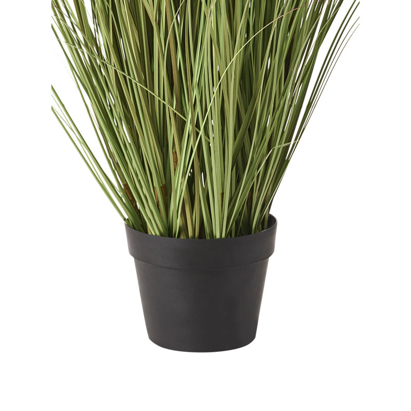 Arrangement in Pot