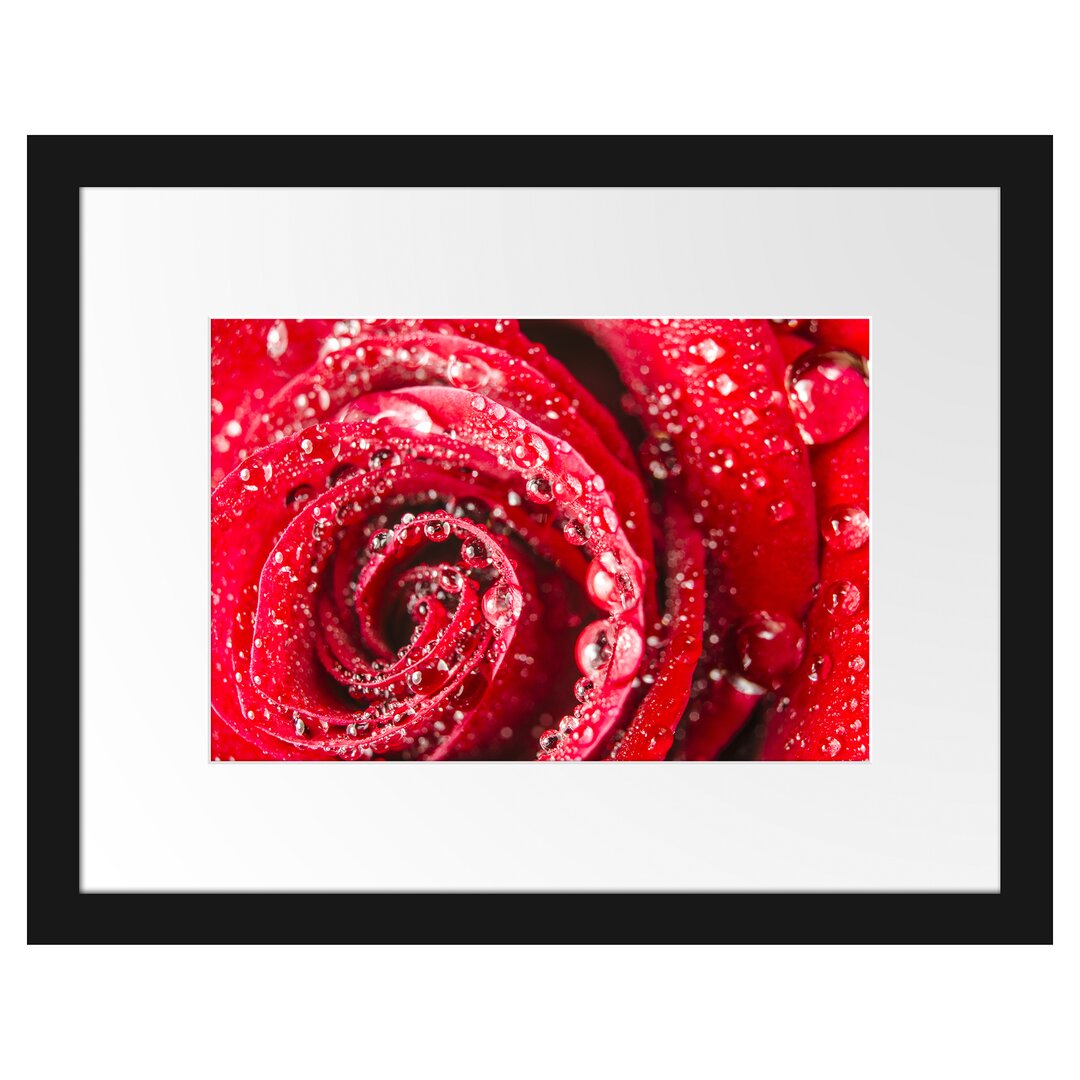 Gerahmtes Poster Rose mit Wassertropfen