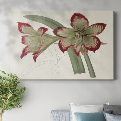 Amaryllis Varietals IV-Gallery Wrapped Canvas