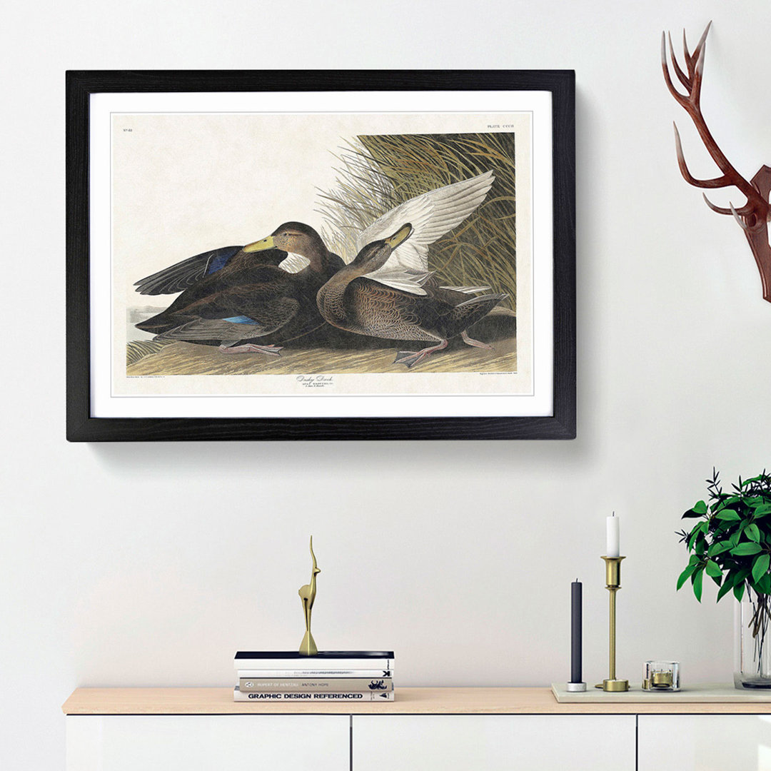 Dusky Duck by John James Audubon - Framed Print