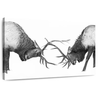 Brampt Fighting Elks