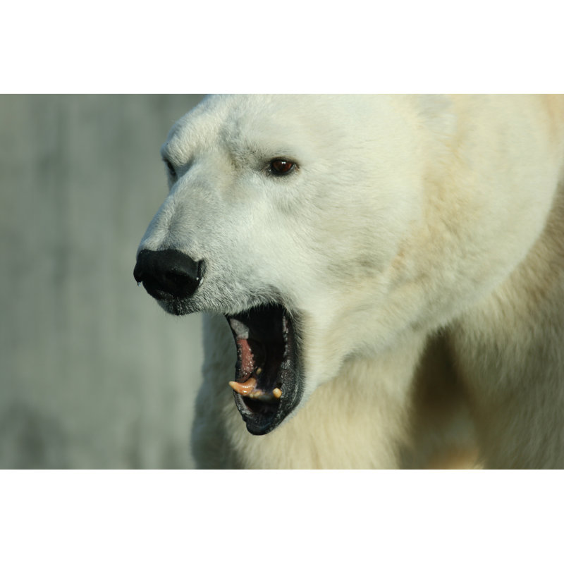 Polar Bear by Ben185 - Wrapped Canvas Print, 20cm H x 30cm W