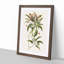 Mountain Laurel Flowers by Mark Catesby - Framed Print-55725991-55725993
