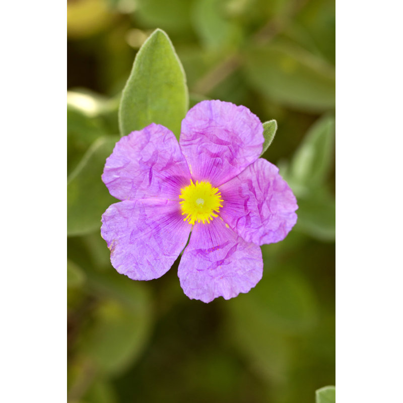 Cabersham Rockrose (Cistus Crispus) by Membio - Wrapped Canvas Print, 46cm H x 30cm W x 3.8cm D