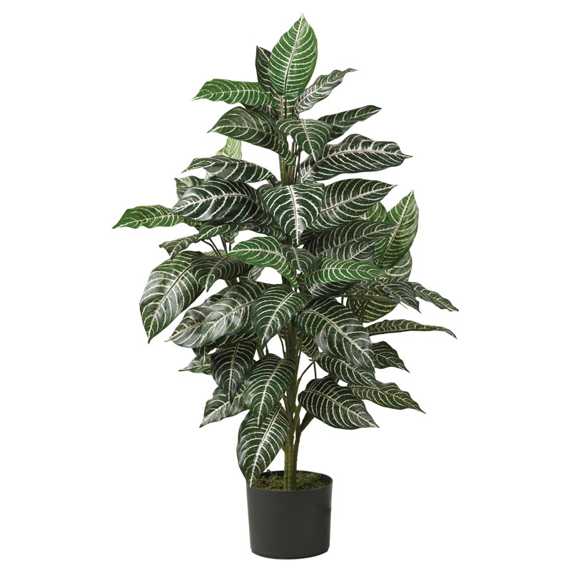 Plante zébrée soyeuse en pot