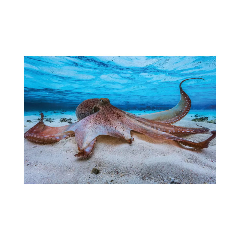 Octopus by Barathieu Gabriel - Print on Canvas, Wrapped Canvas, 30.48cm H x 45.72cm W x 1.91cm D